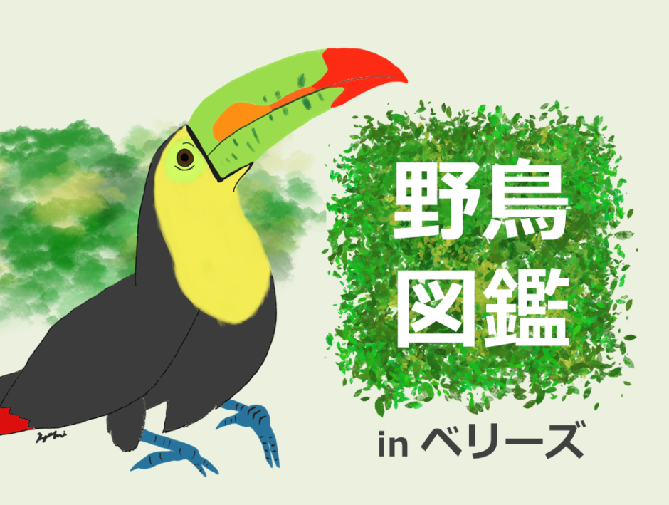 中米ベリーズの野鳥図鑑 Dolinote