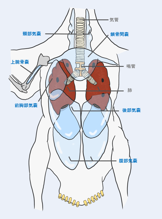 哺乳類と違う 鳥の独特な肺について獣医学生が解説 Dolinote