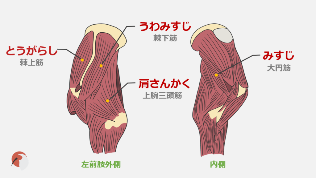 焼肉の解剖学 焼肉の部位を獣医学生が解説 Dolinote