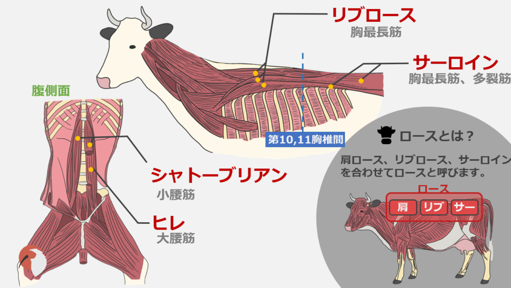 焼肉の解剖学 焼肉の部位を獣医学生が解説 Dolinote