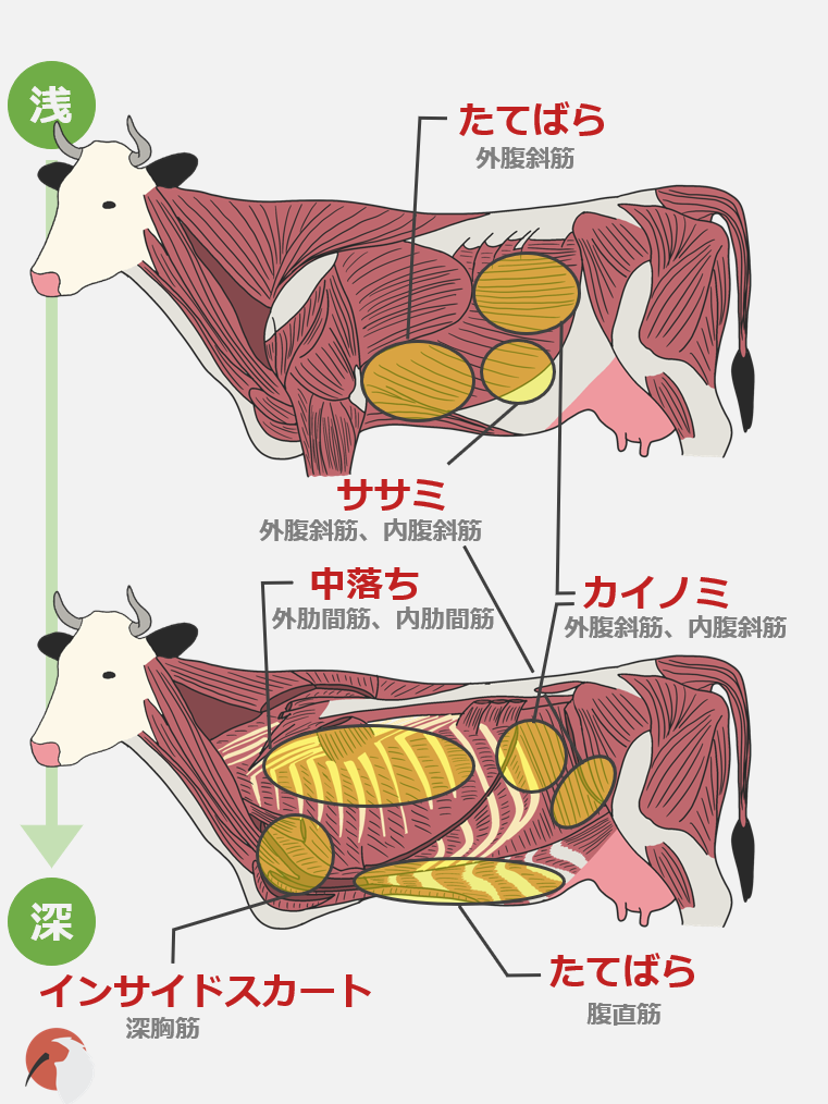 焼肉の解剖学 焼肉の部位を獣医学生が解説 Dolinote