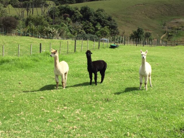 ペットとしてアルパカを飼っている人に初めて会いました