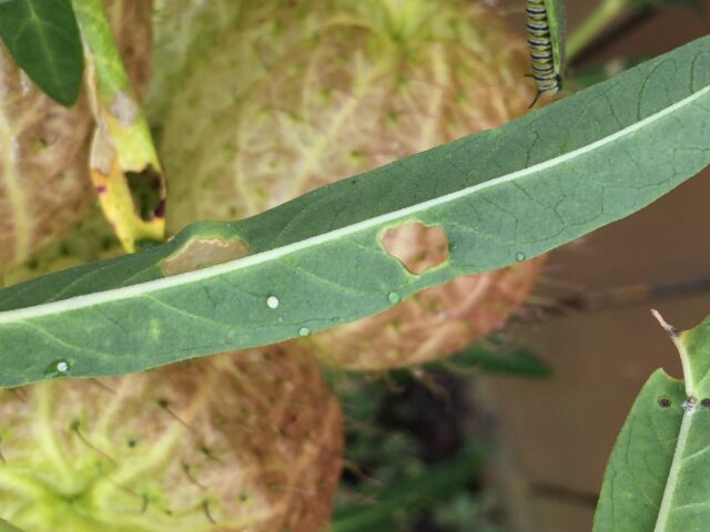 毎朝庭先で卵を集めました