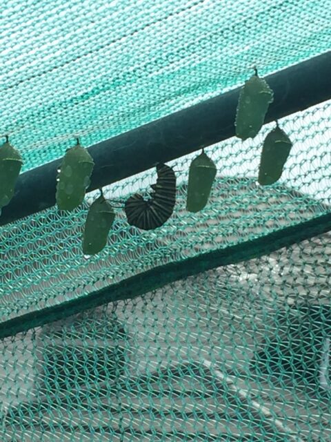 卵が孵化したらこのネットでできたハウスに移し、蝶になったら放します