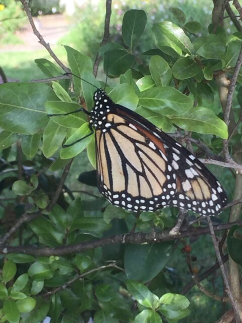 “Monarch butterfly “という種類の蝶の世話をしました。 “Monarch butterfly “という種類の蝶の世話をしました。